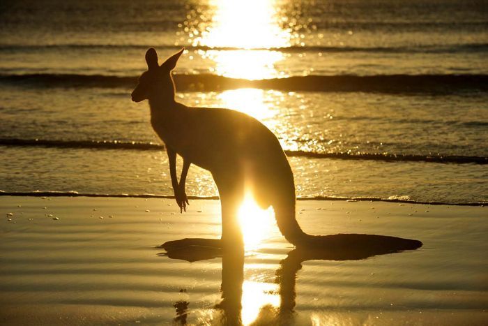 Australia New Zealand All Inclusive kangaroo misc