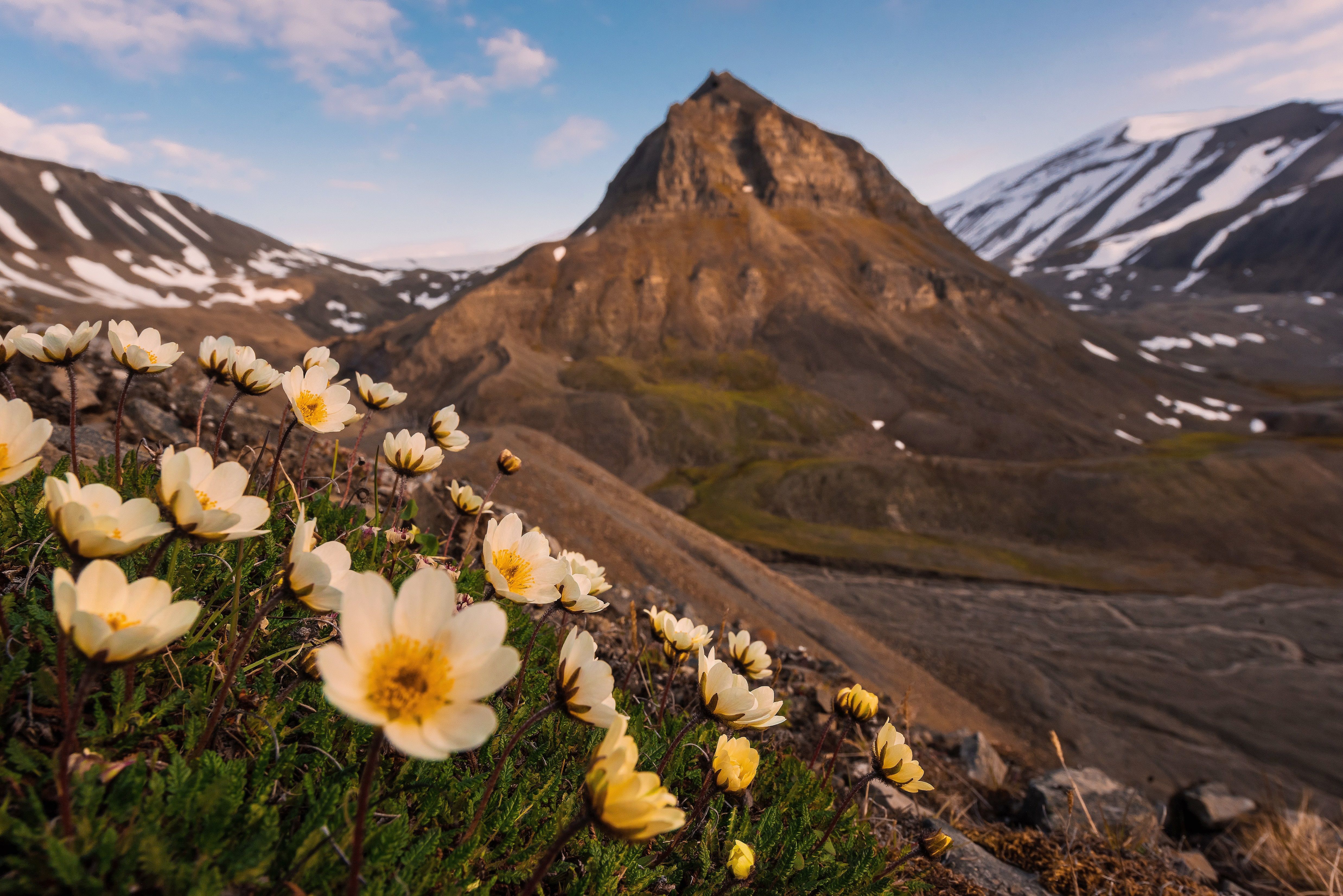 Mountain flowers, Spitsbergen, Svalbard
